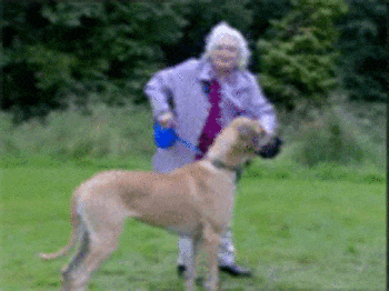 ezgif-3556258515-gif.418978