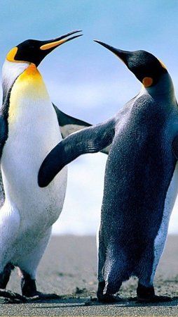 pinguine.jpg