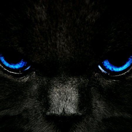 Cat-blue-eyes_262-1.jpg