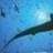 Divemasteronestar