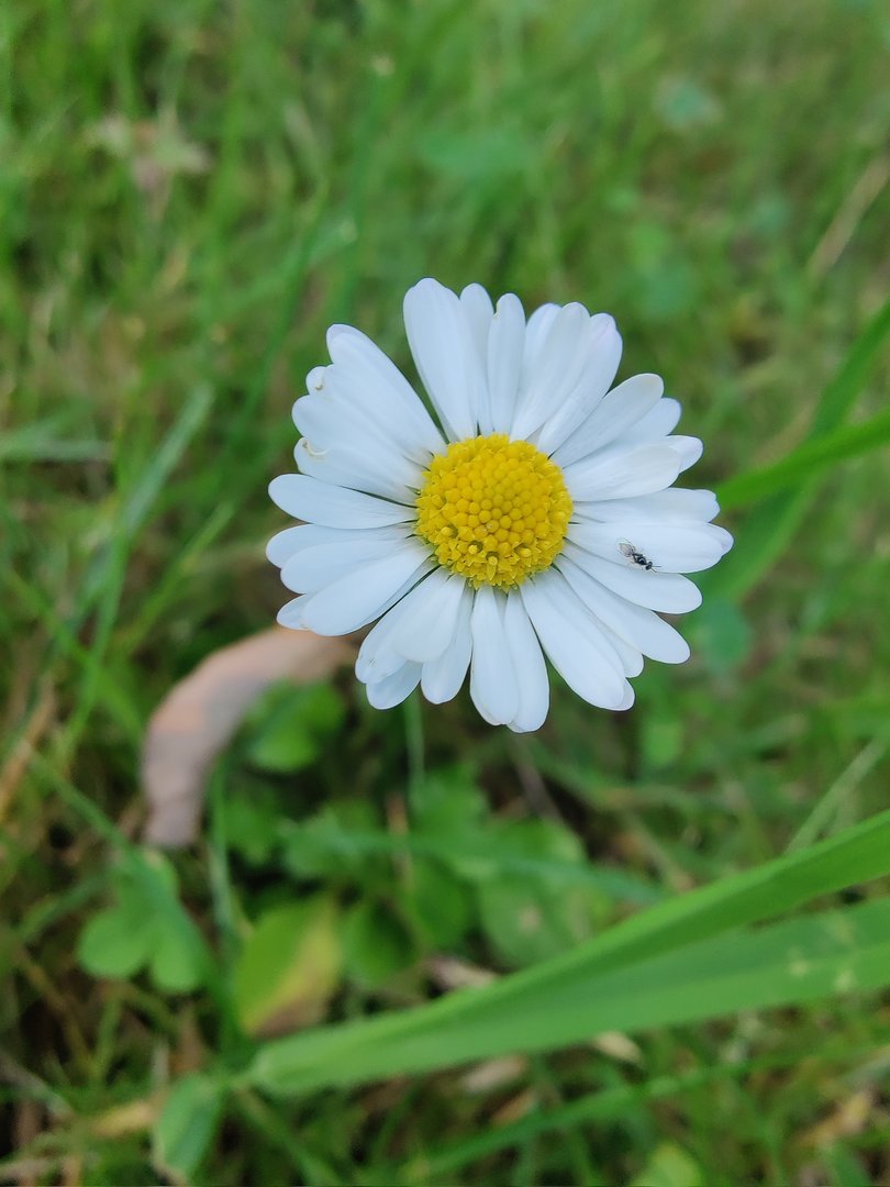 8Pro