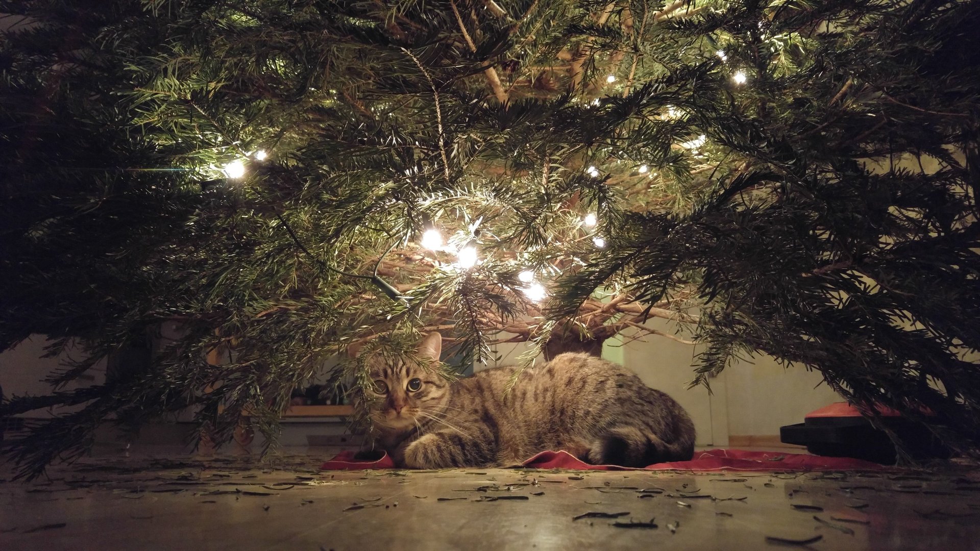20151231_194617_hdr-jpg.459256