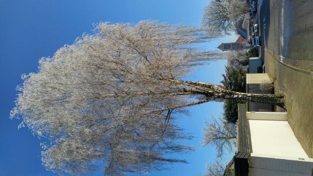 20161205_120707_HDR.jpg