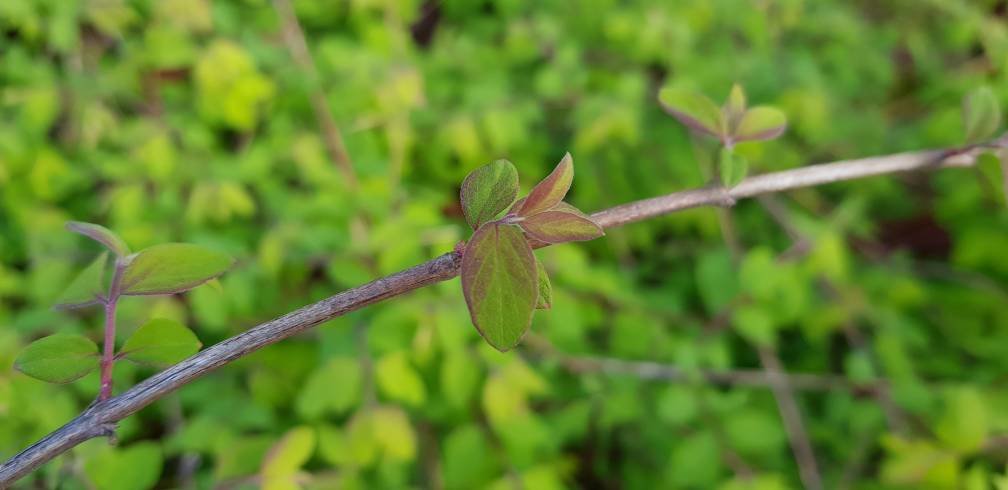 20170420_081158.jpg
