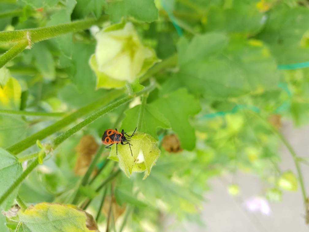 20170820_165057.jpg