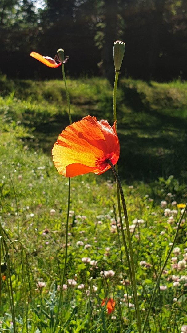 20190616_095350.jpg