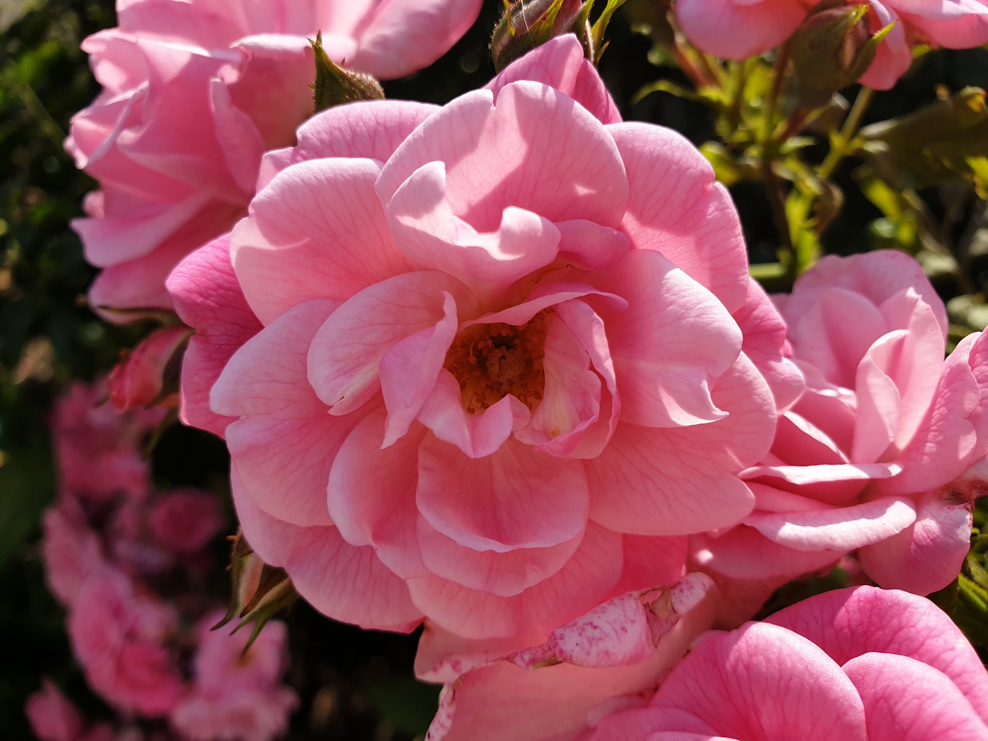 20190626_095827.jpg