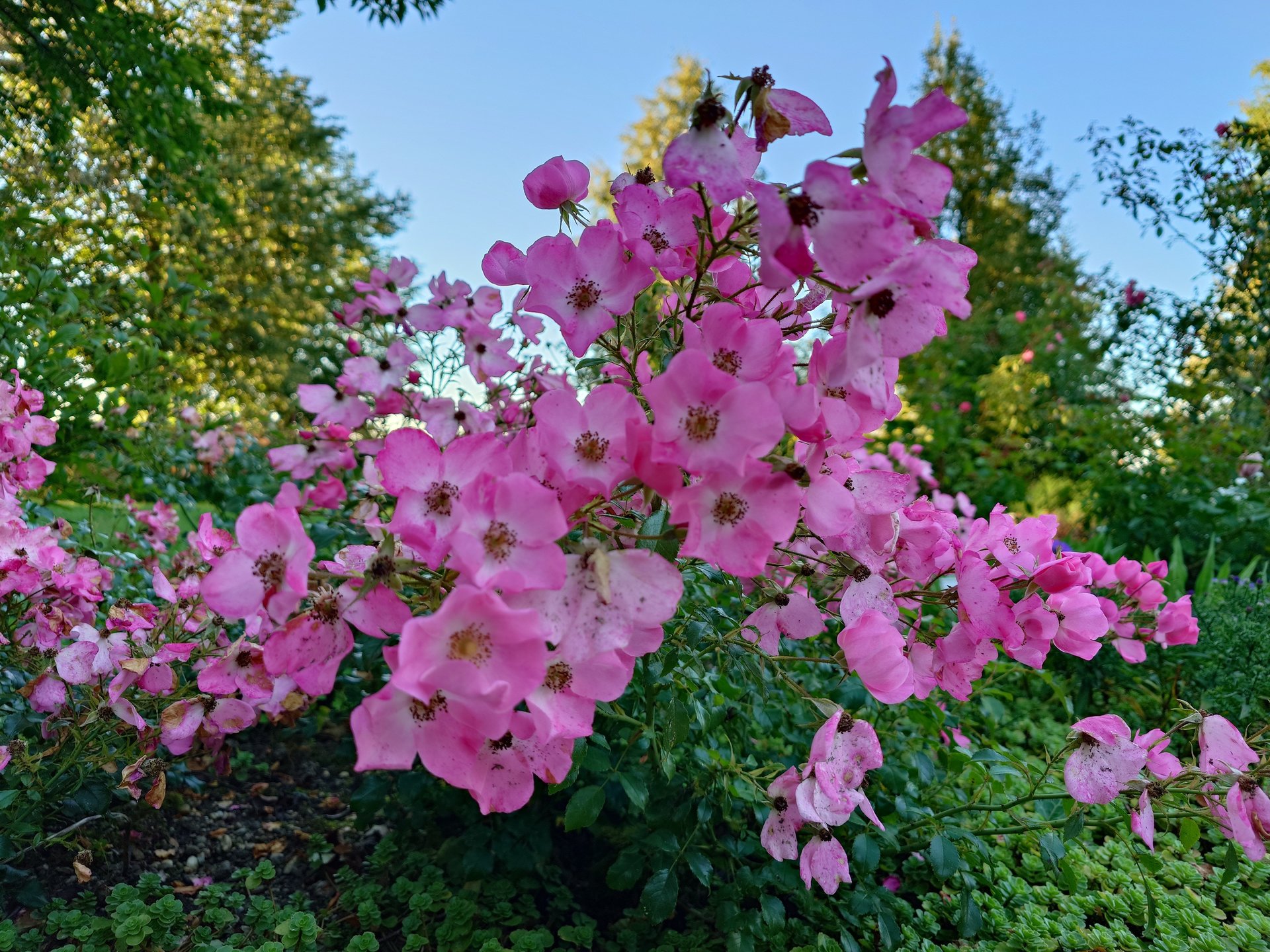 20230904_185053.JPG
