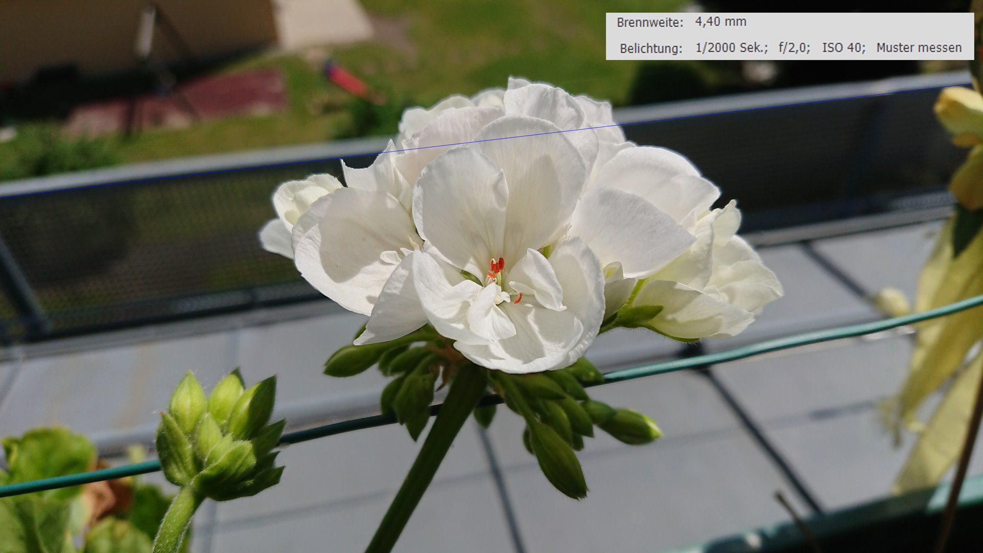 2_blume.jpg