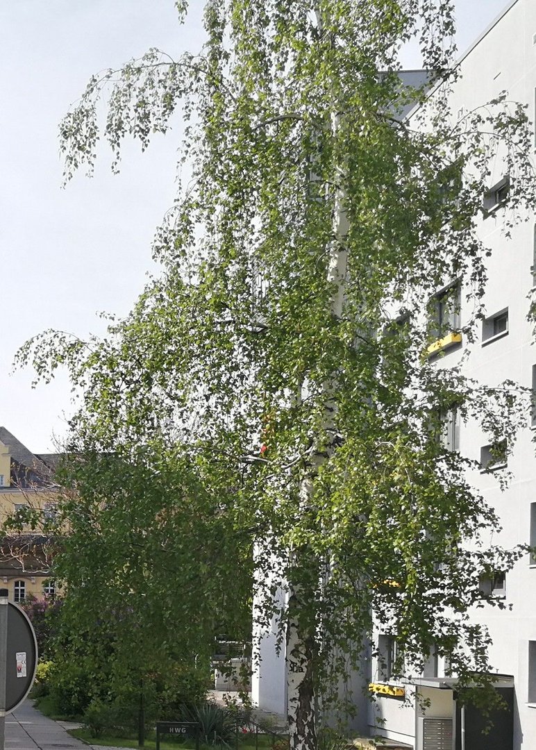auto_auf_baum.jpg