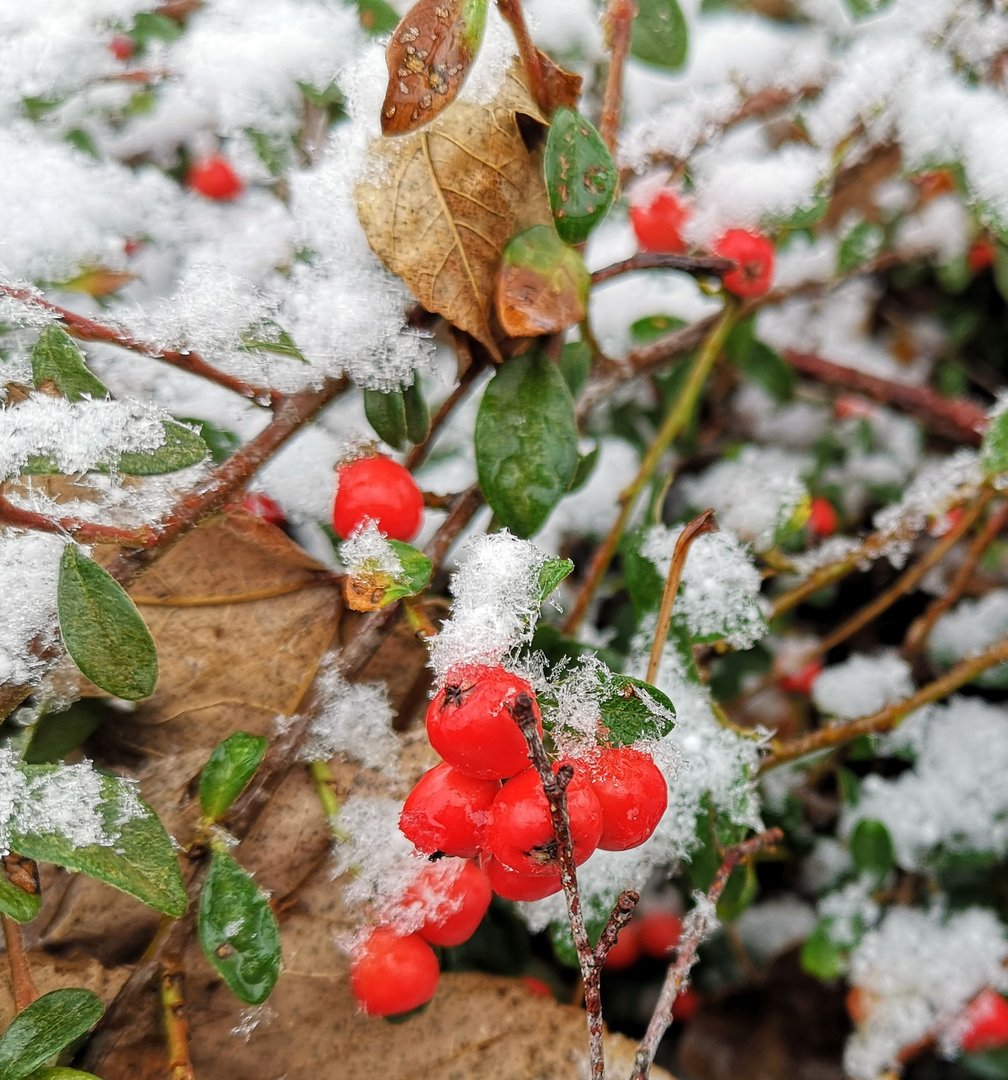 beeren.jpg