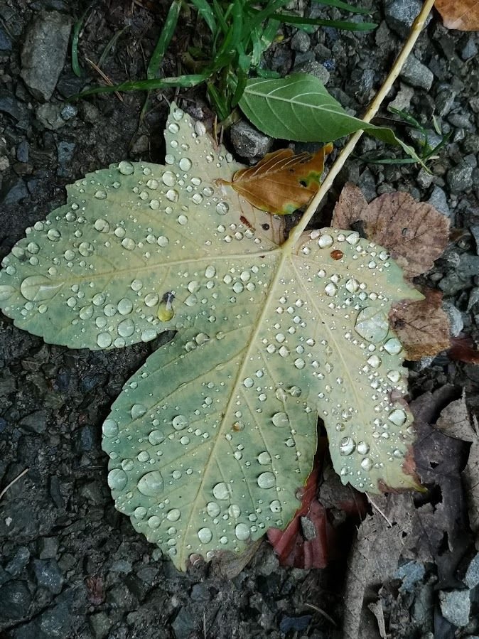 blatt.jpg