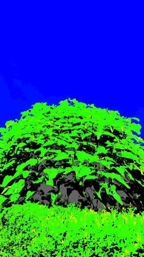 ColorScorer_20180730_132143.jpg