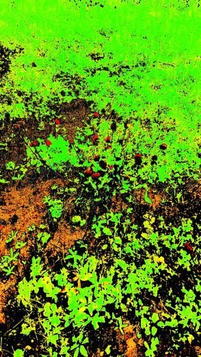 ColorScorer_20180730_133025.jpg