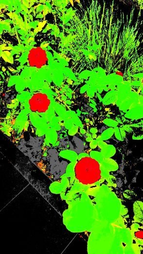 ColorScorer_20180730_134002.jpg