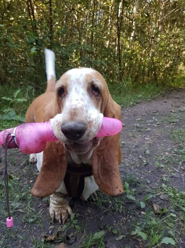 doggy-jpg.742208