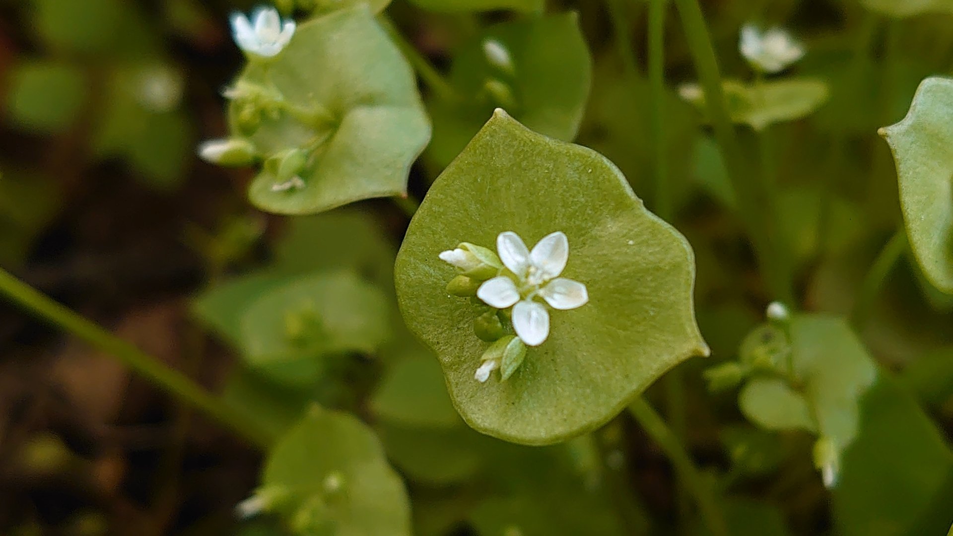 Blüte sehr nah