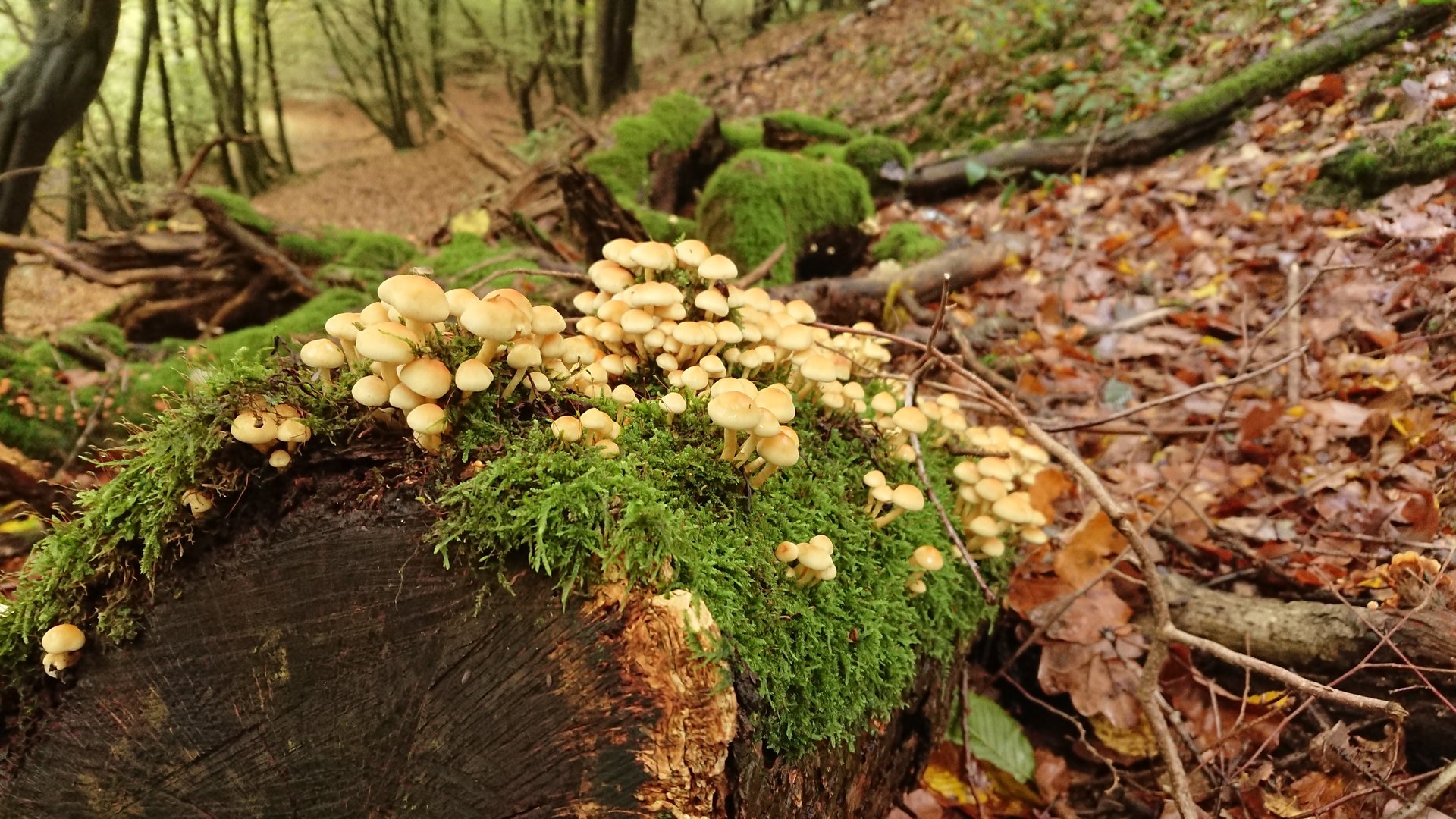 DSC_0907.JPG