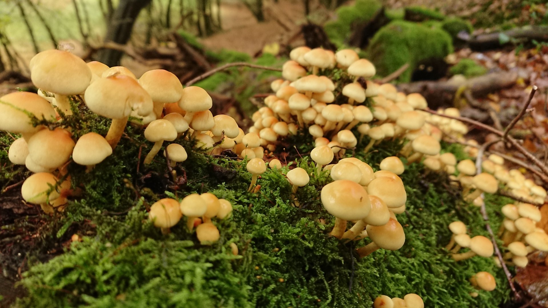 DSC_0908.JPG