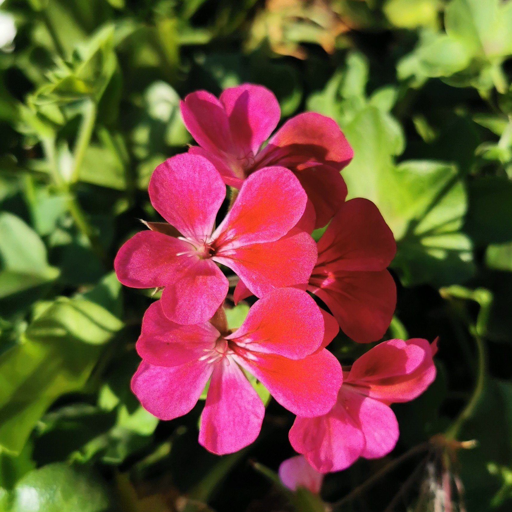 happyface_p30_crop.jpg
