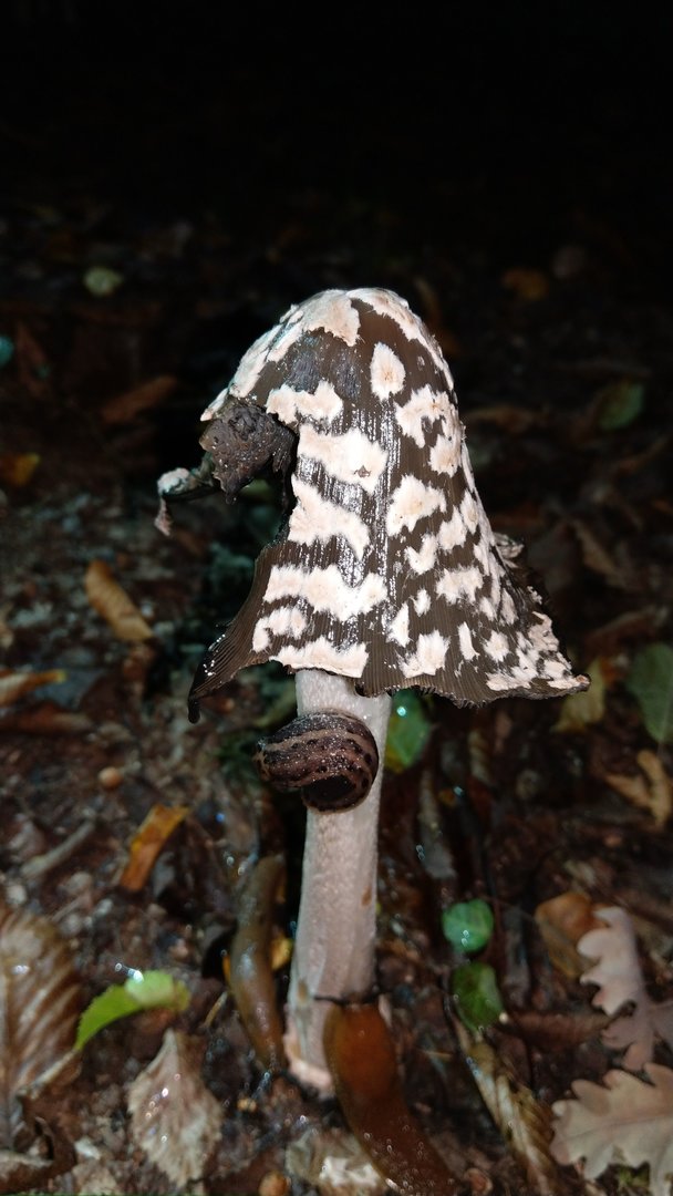 IMAG0044.jpg