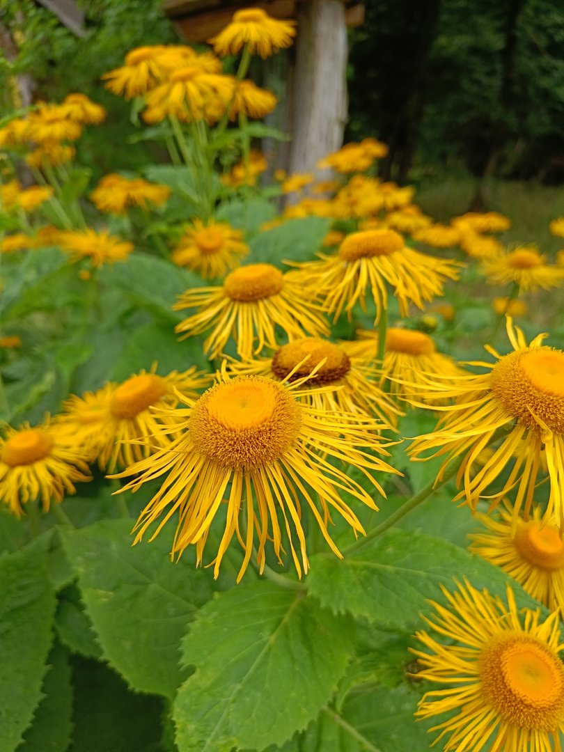 IMG20220626094625_Bokeh.jpg