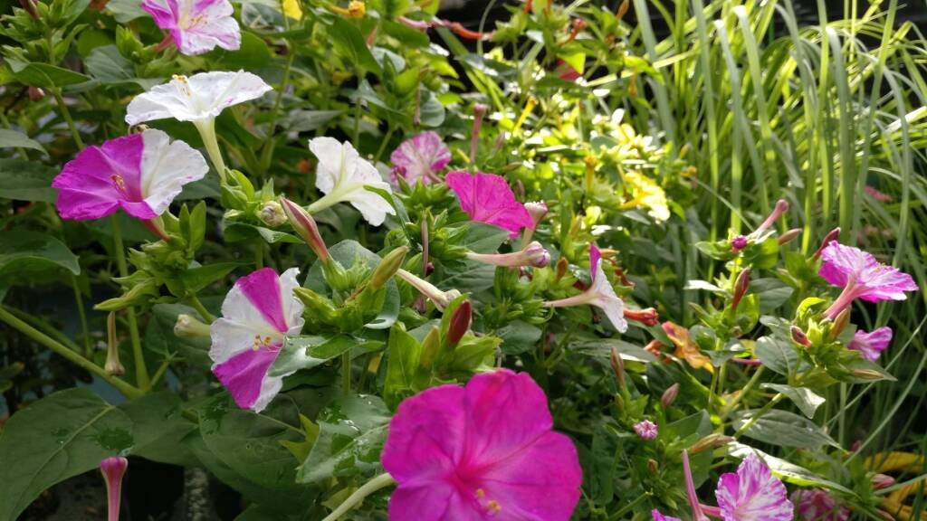 IMG_20160920_103013.jpg