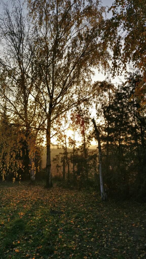 IMG_20161118_153459.jpg