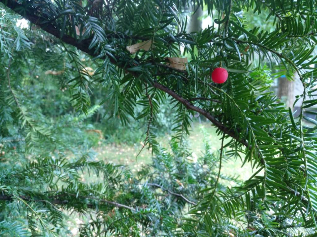 IMG_20170809_135715_101.jpg
