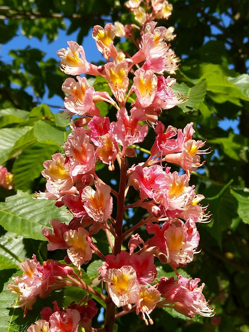 IMG_20180506_153252.jpg