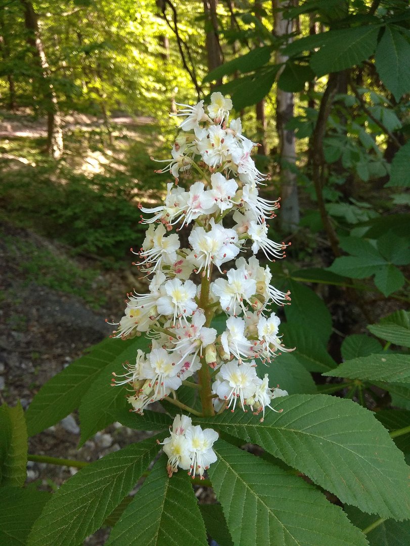 IMG_20180508_181011.jpg