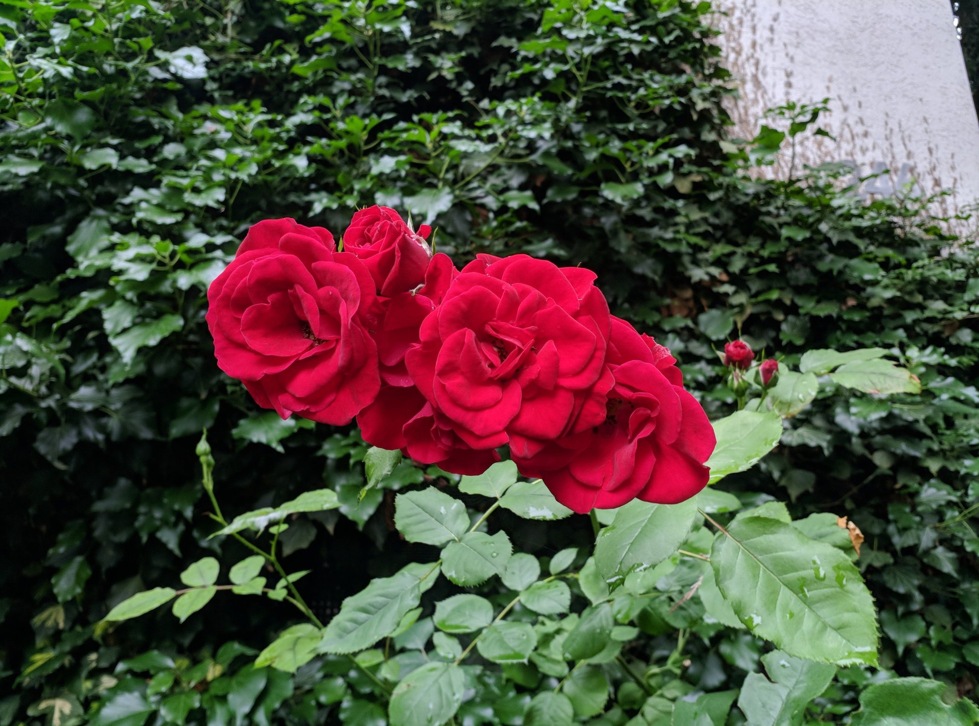IMG_20180612_080032.jpg