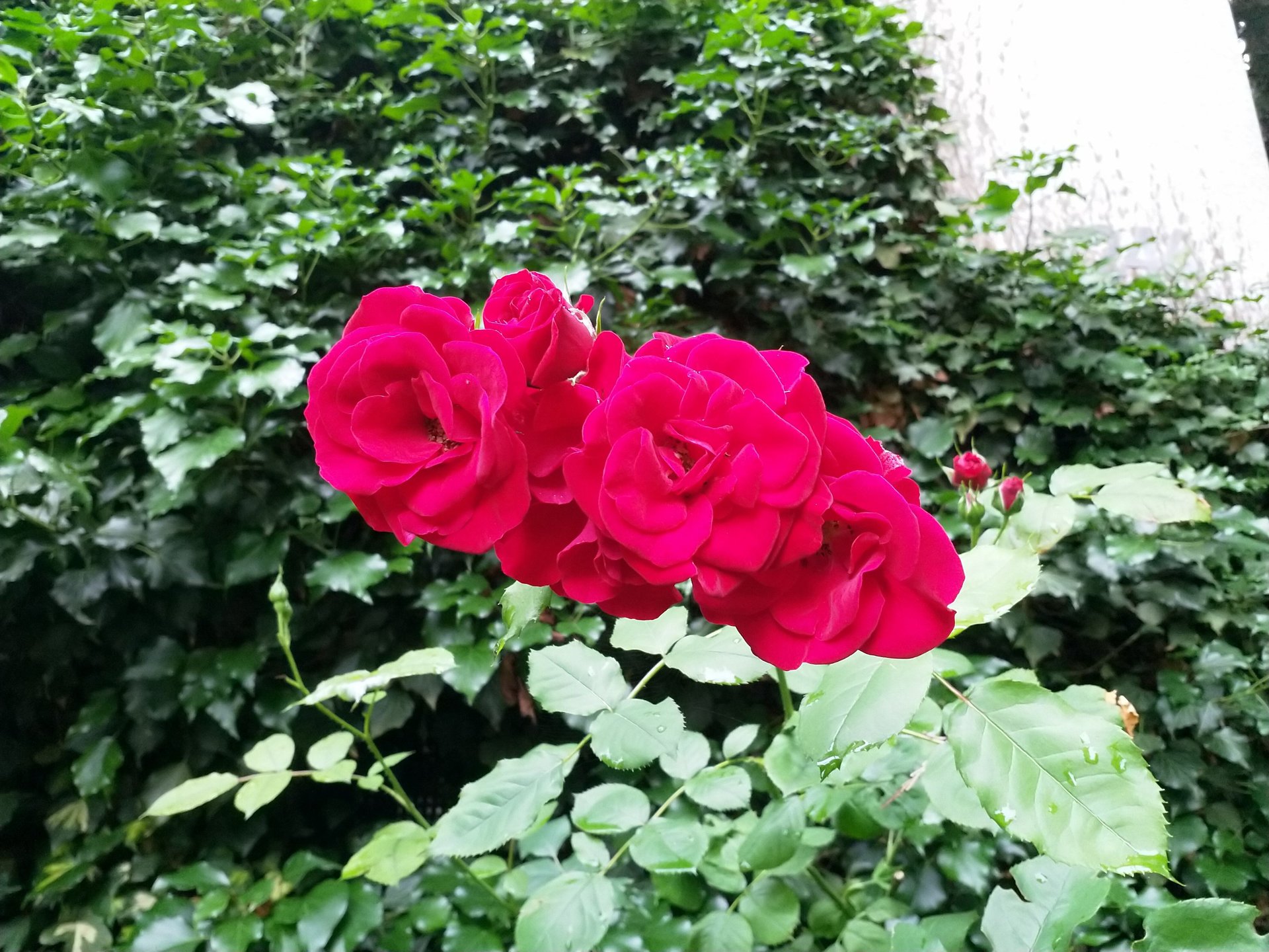 IMG_20180612_080049.jpg