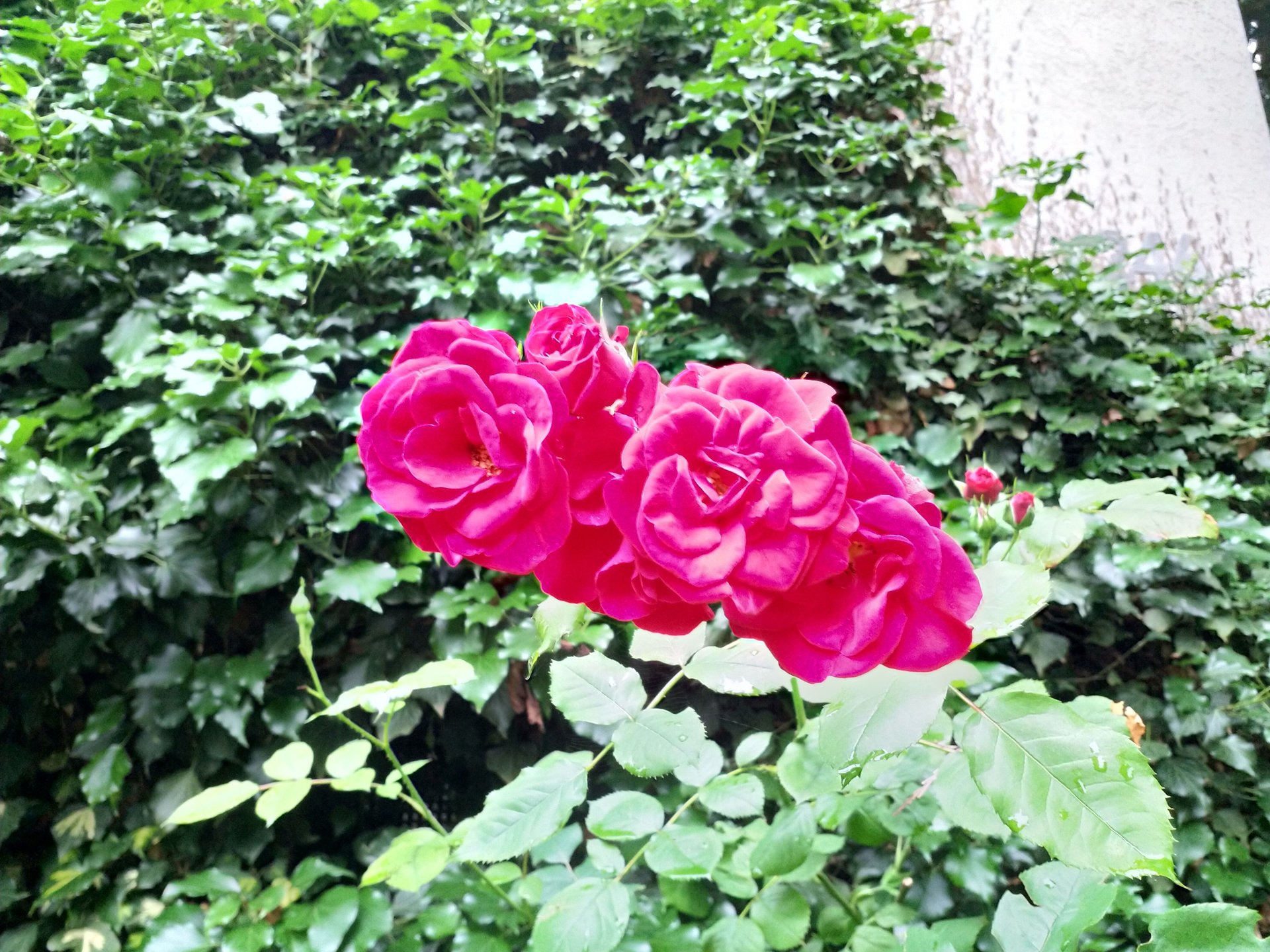 IMG_20180612_080058.jpg