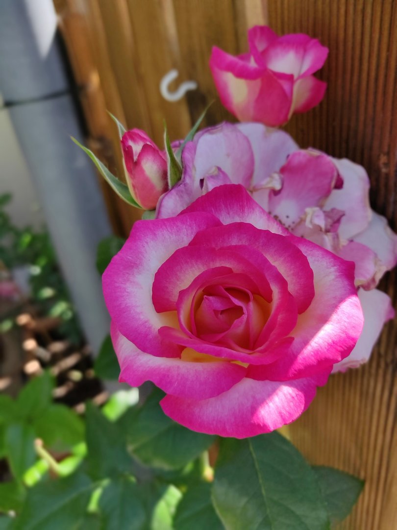 IMG_20180623_105100_Bokeh.jpg