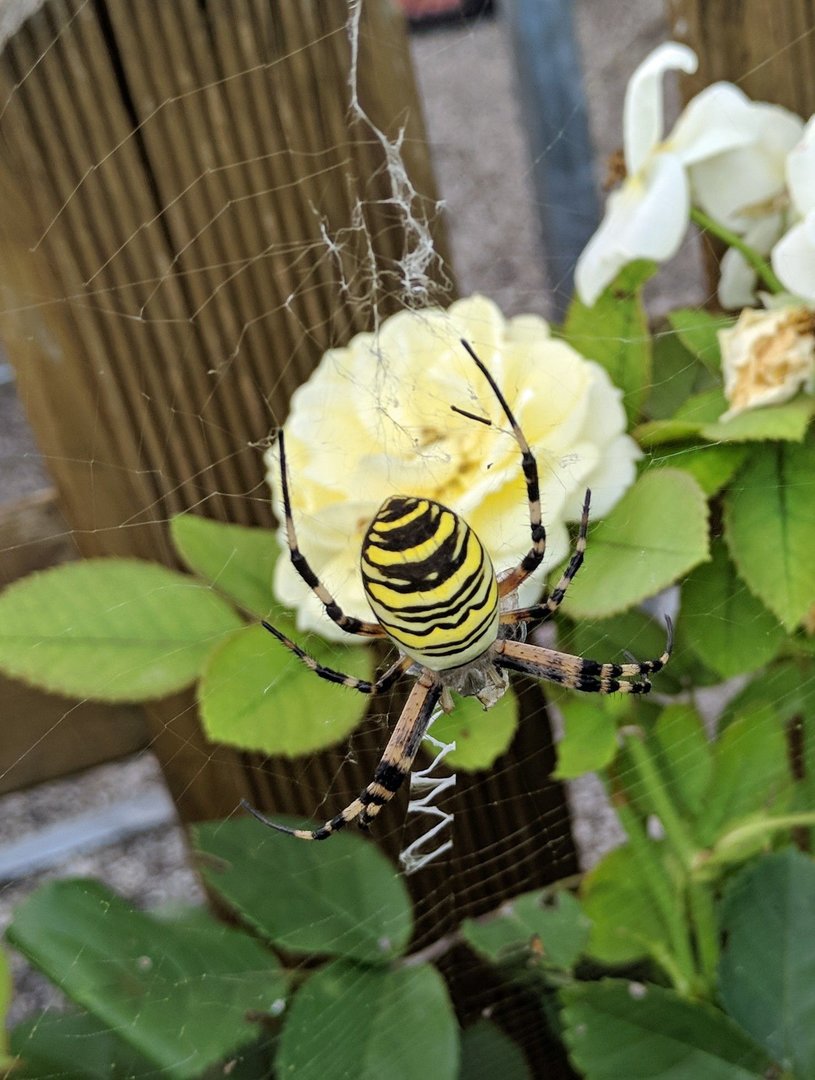 IMG_20180803_154335.jpg