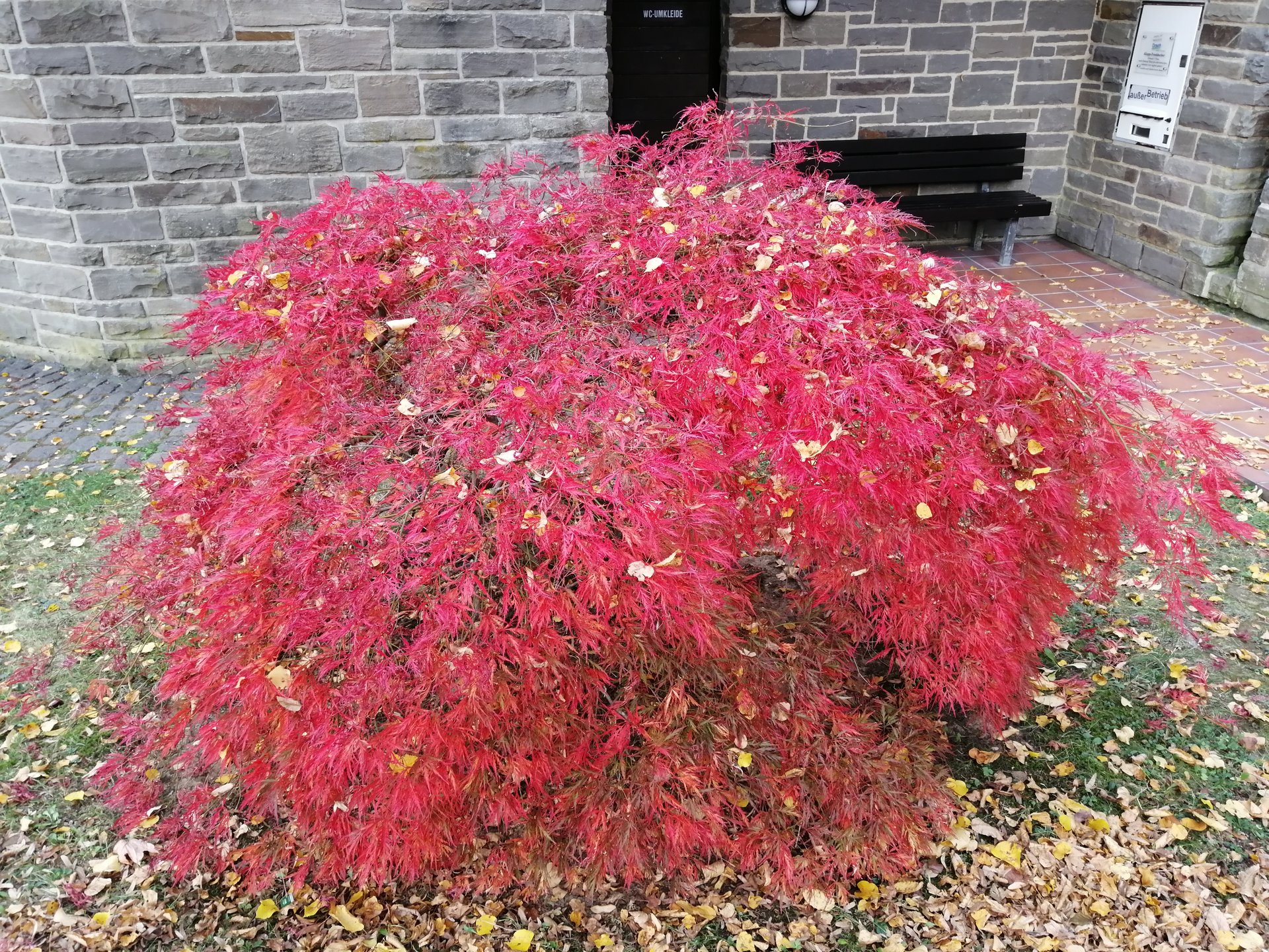 IMG_20181019_171645.jpg