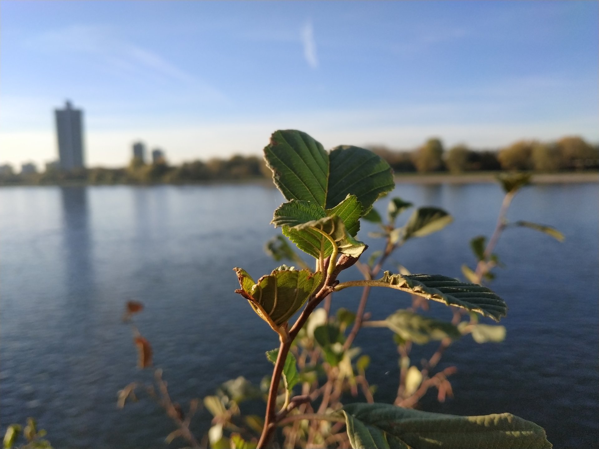 IMG_20181103_153605.jpg