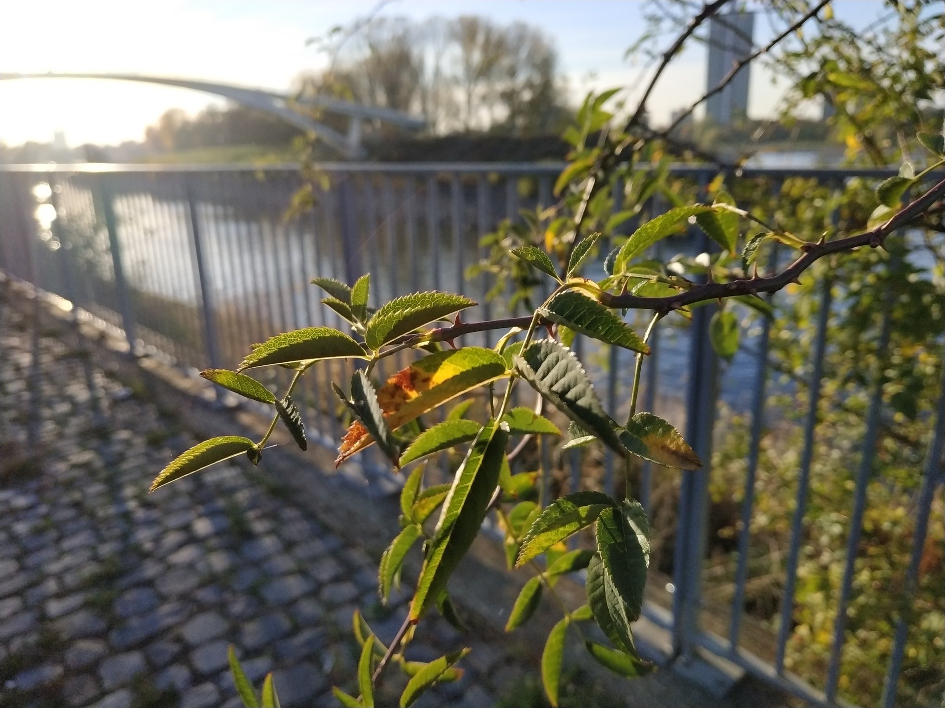 IMG_20181103_154313.jpg