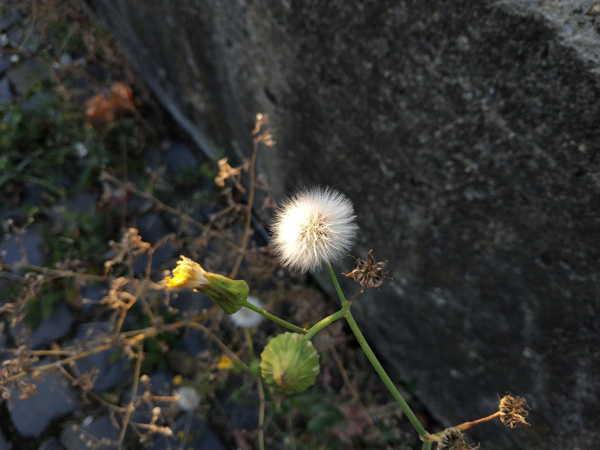 IMG_20181103_154925.jpg