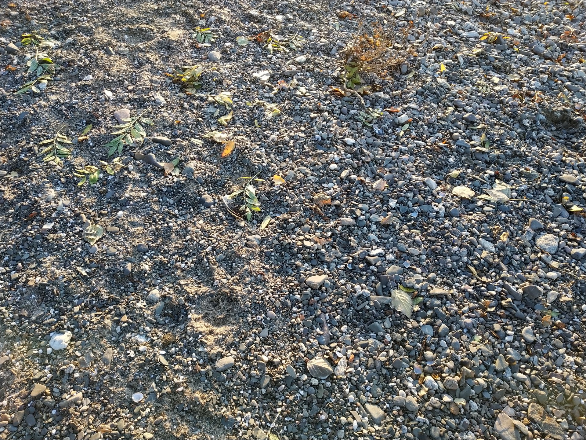 IMG_20181103_162650.jpg