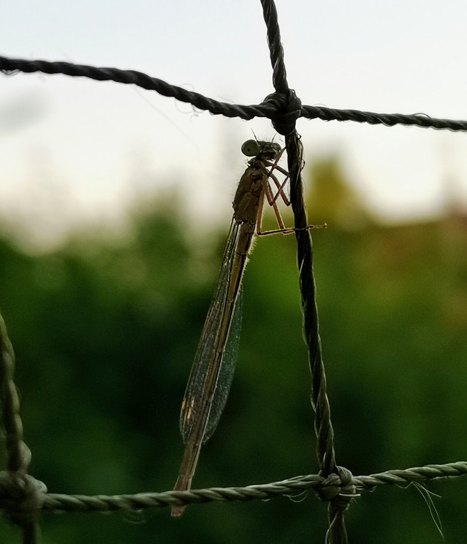 IMG_20190615_212559.jpg