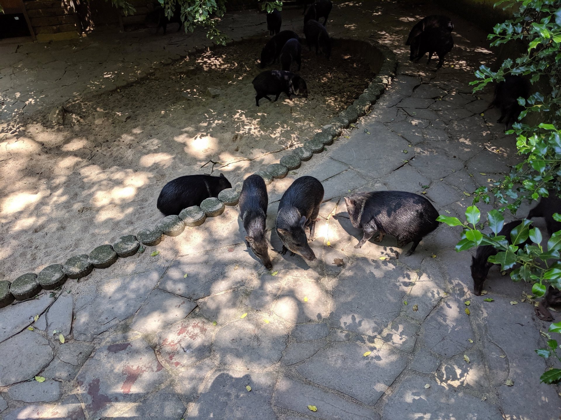 IMG_20190704_124830.jpg