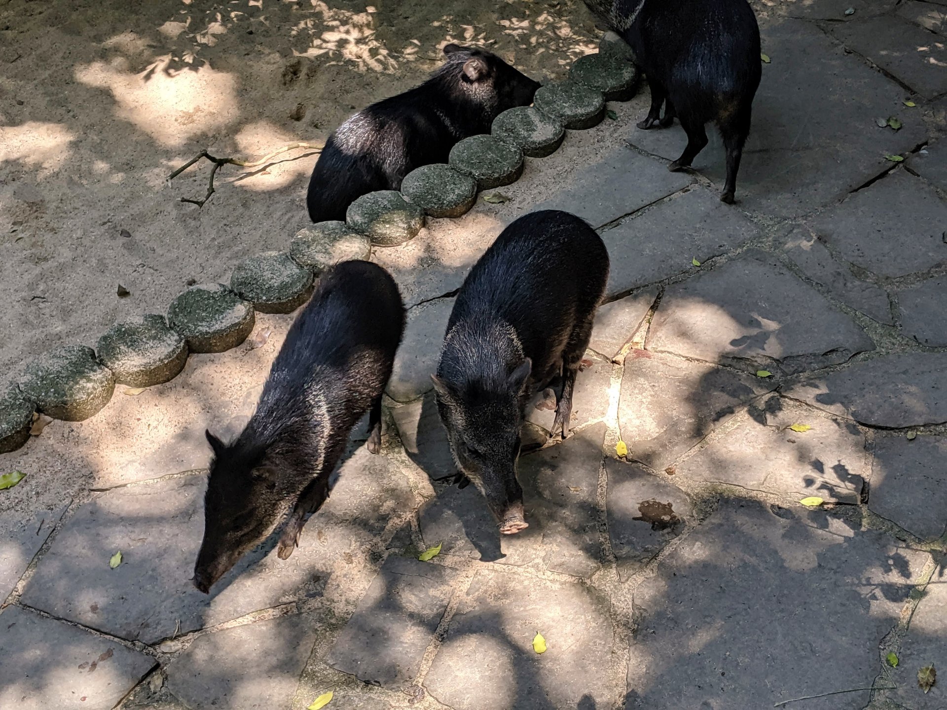 IMG_20190704_124837.jpg