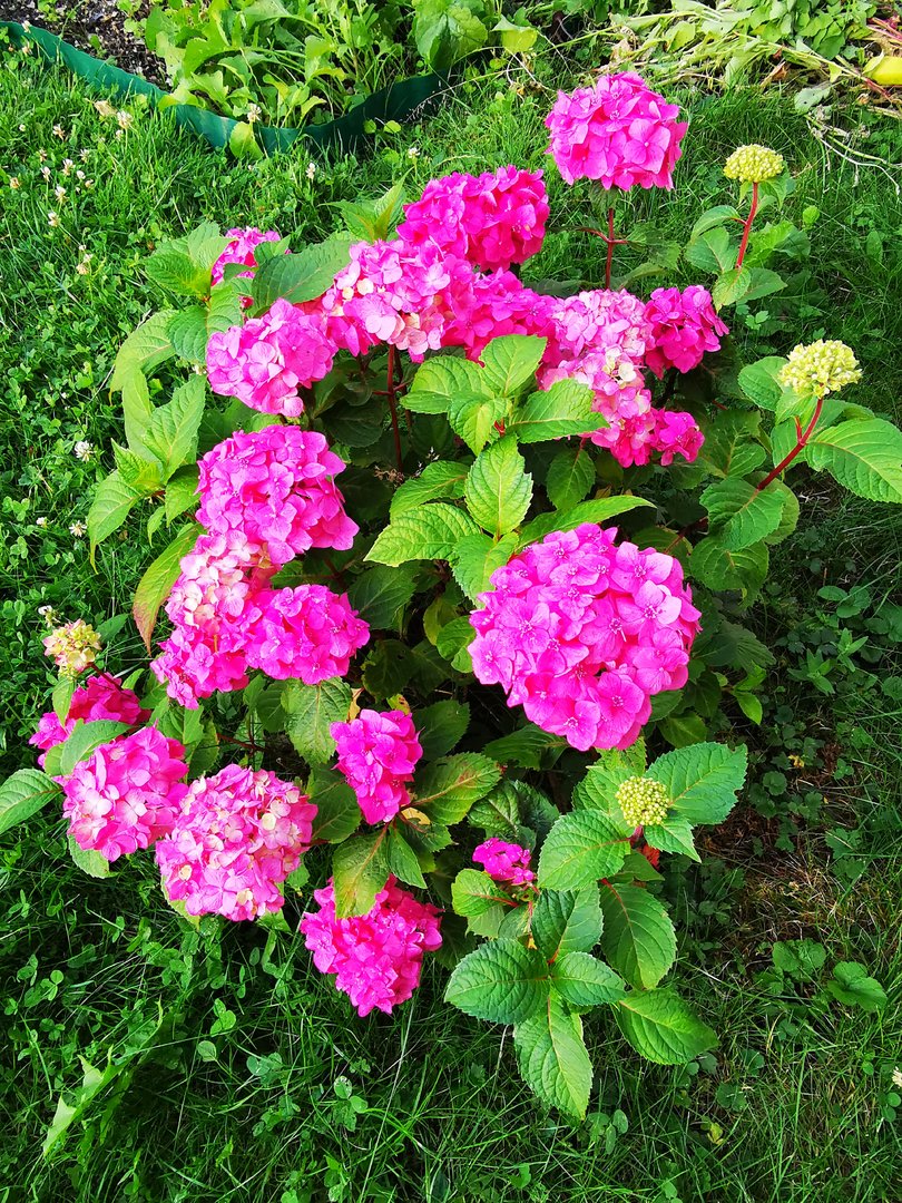 IMG_20190719_203002.jpg