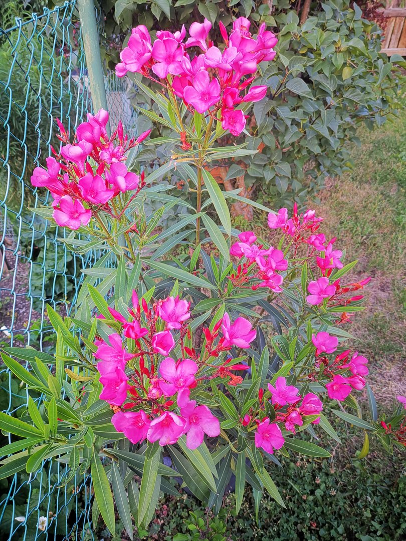 IMG_20190719_203257.jpg