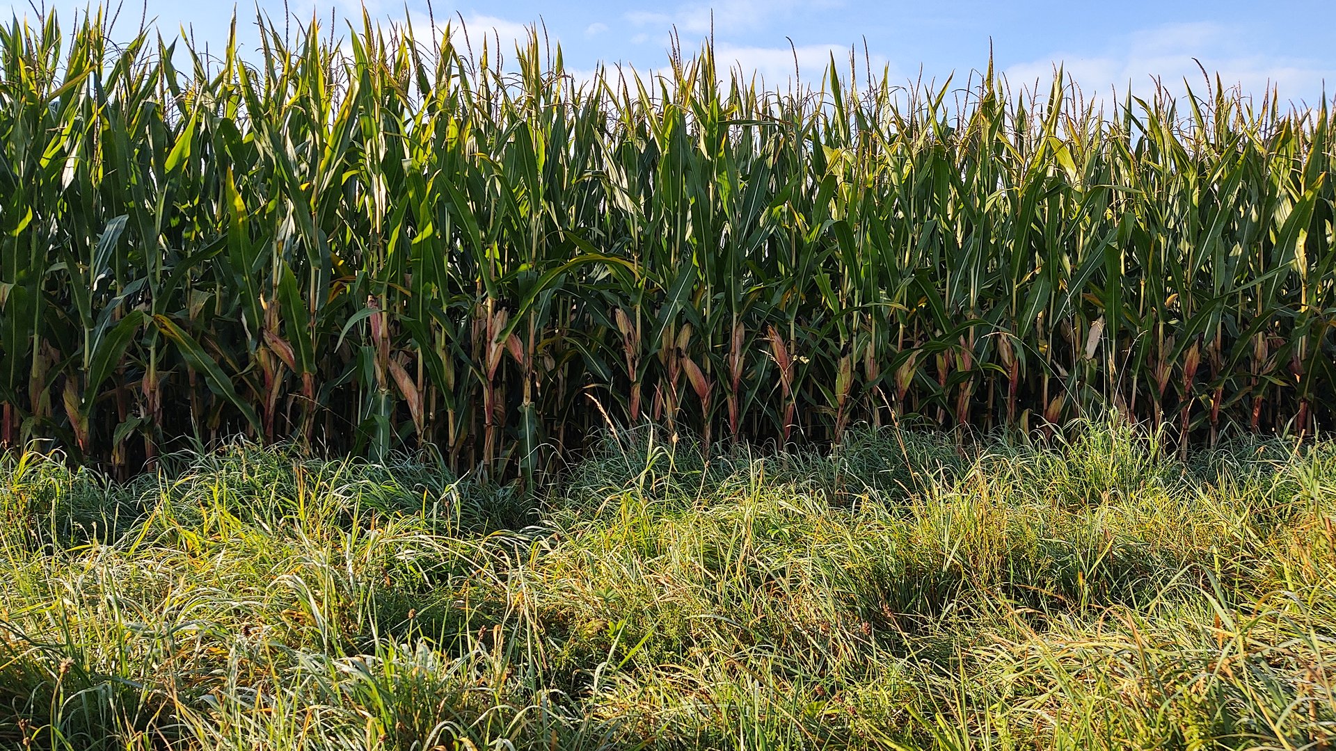 IMG_20190914_084212914_HDR.jpg