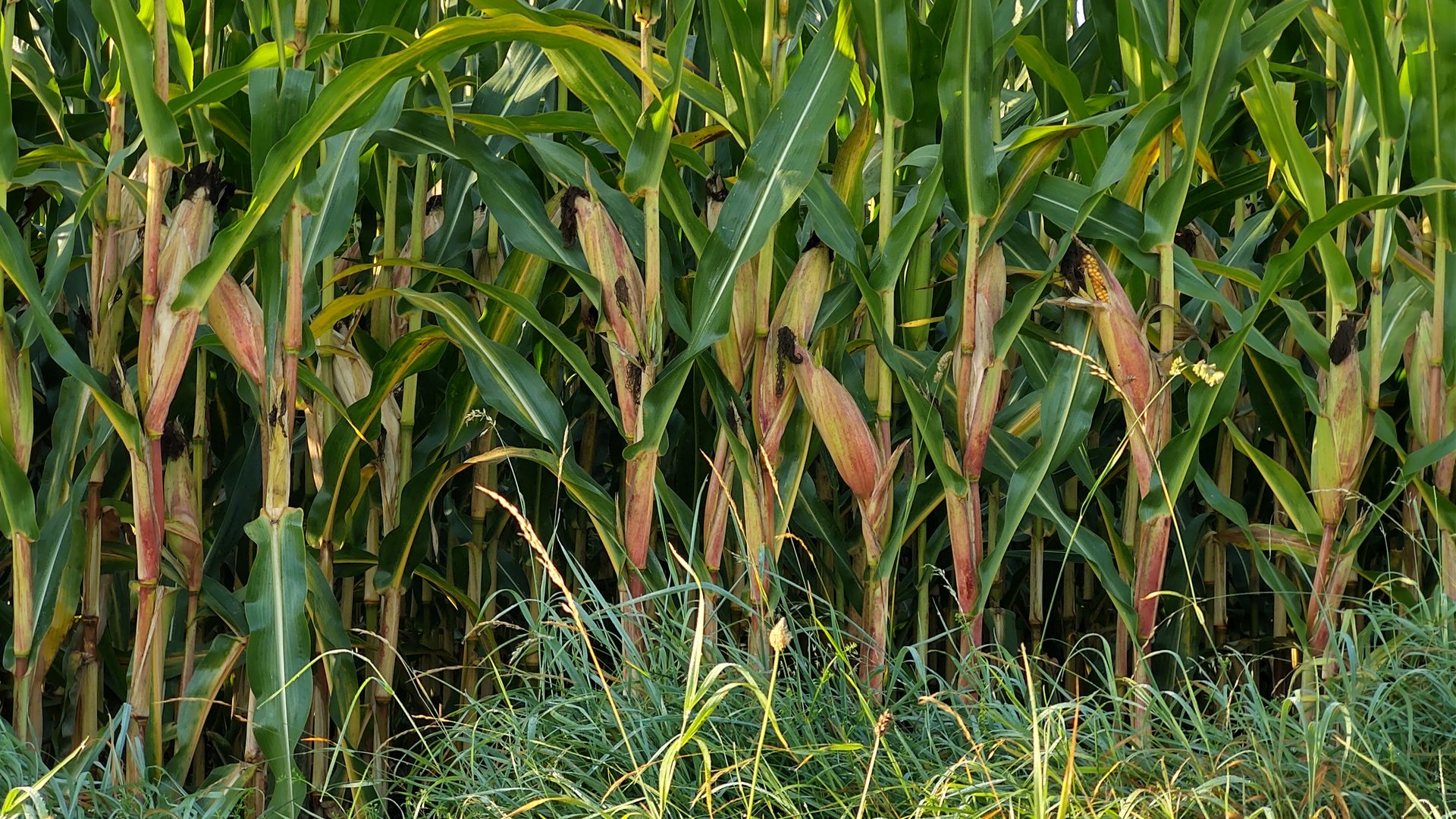 IMG_20190914_084217390_HDR.jpg