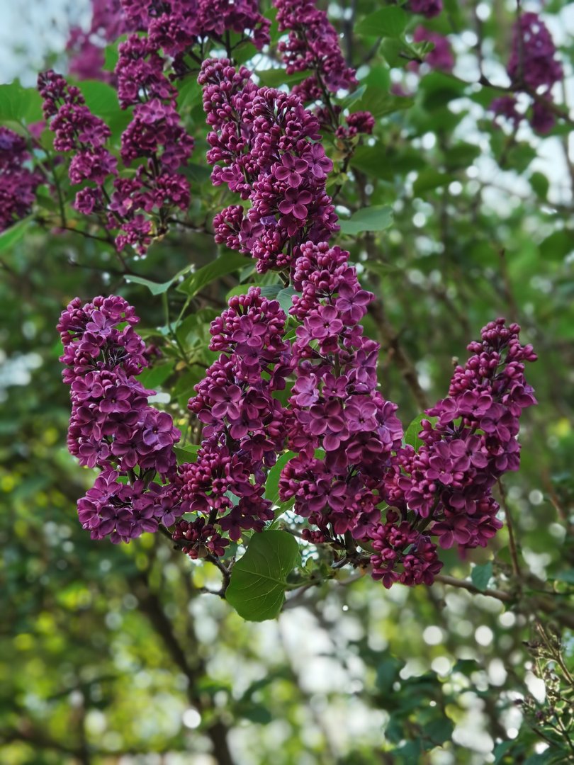 IMG_20200420_084505.jpg