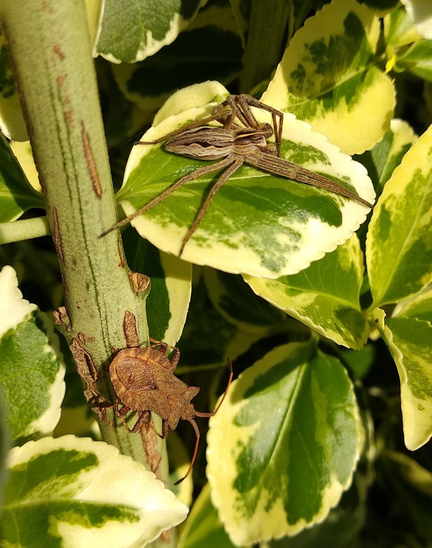Listspinne und Lederwanze.jpg